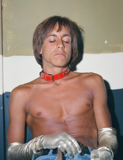colecciones:   Iggy Pop photographed by Frank Pettis, 1970.