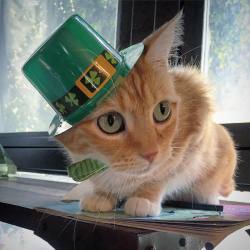 fin-for-the-win:  Kiss me already!! 🍀😽🍀 #finforthewin