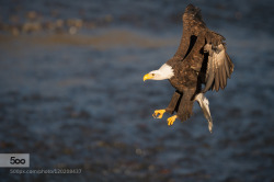 photography-col:  Locked On © by raygreenphotography