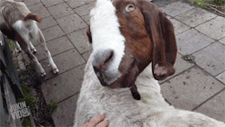 sixpenceee:  Tickling this goat on a certain spot led to this