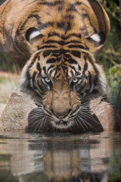 animxls:  Tiger Reflections (by San Diego Zoo Global) 