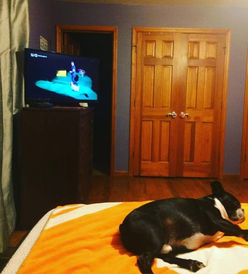 <p>I’m trying to get #sirwinstoncup to watch the #westminsterdogshow with me but he’s pretty sure he’s already #bestinshow     #bostonterrier #bostonterriercult #flatnosedogsociety  (at Fiddlestar)</p>