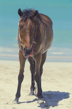 barebackandbarefoot:  For the last few weeks I’ve been in Miami