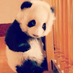 Cute and cuddly.. #panda #cute #instagood #likeforlike #pandabear