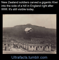 ultrafacts:The Bulford Kiwi is an immense drawing of a kiwi carved