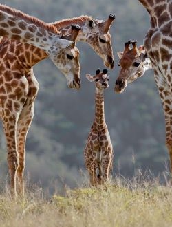 carnetimaginaire:  giraffe family 