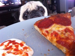 animal-factbook:  The pug’s most feared predator is pizza.