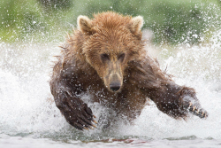 rebexorcist:  tulipnight:  Bear catching salmon by  Tin Man