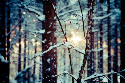 welcometothecentreoftheuniverse:  winter snow su We Heart It.