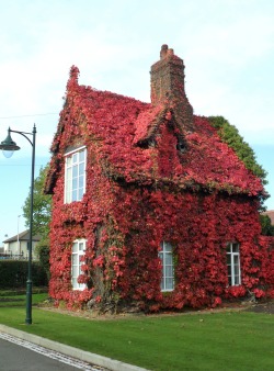 vwcampervan-aldridge:  Cottage with Blood Red Boston Ivy, Dartmouth