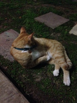 Found a really friendly cat lounging outside my apartment door.
