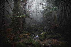 90377:  Yakushima by Carlos Donderis   