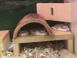 toadegg:  those are some flat hamsters if ive ever seen. a hamster