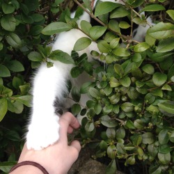 tearyplant:  katelouisepowell:  I met a nice cat on the way home