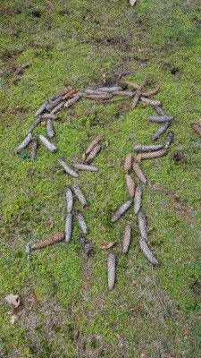 theriveriscold:Pinecones in the lil mtn graveyard