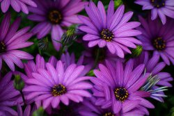 blooms-and-shrooms:  Purple by Julie-34 