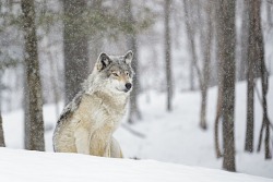 a REAL lonewolf