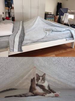 catsbeaversandducks: HE CAMPIN’ Via Cats 