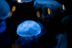 sparklyrainbowunicornbutts:  Jellyfish by bowtoo on Flickr.