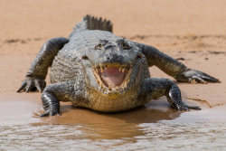 thepredatorblog:  Why are crocodilians so happy all the time?