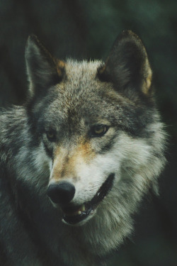 lsleofskye:Dog, wolf, canine and fur | Michael LaRosa