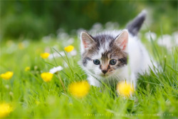 Brave New Kitten by thrumyeye 