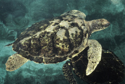 funkysafari:  Caribbean Sea Turtle off the coast of Nassau/ The