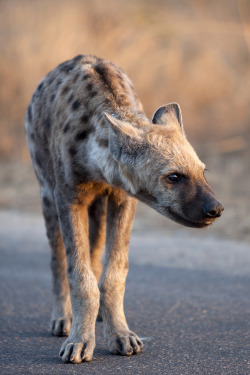 tigerskinsandotherthings:  Bad Hyena by Rob Schleiffert // CC
