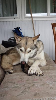 handsomedogs:This is Orion, my low content wolfdog. He enjoys