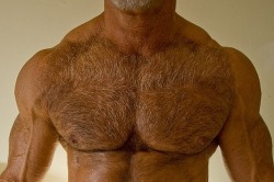 hairycub:  lovematuremen:
