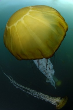 thelovelyseas:  Close up portrait of a sea nettle jellyfish,