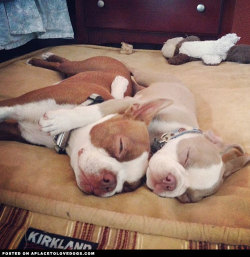 aplacetolovedogs:  Cute Boston Terriers Scout and Finn out cold