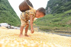 troposphera:  Guangxi province, ChinaA boy helps to air dry the