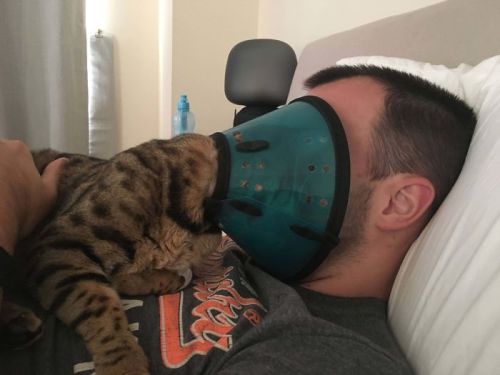 justcatposts: ‘Now it’s our cone of shame'  (via) 