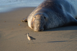 hormel:  slumbermancer: absolute greatest elephant seal picture