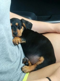 cute-overload:  My cute little sausage. His length condenses