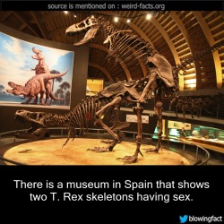 mindblowingfactz:   There is a museum in Spain that shows two