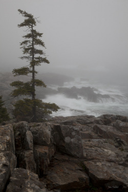 afogblog:  Acadia NP, Fog by Jon Taber on Flickr. 