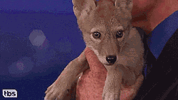 thenatsdorf:  Conan falls in love with a coyote pup. [full video]