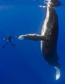 mermaids-and-anchors:  “A front page story in the San Francisco