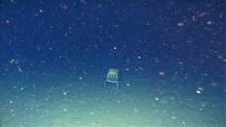 bundyspooks:  A group of divers found this single chair at the