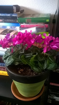 I got my cyclamen set up in a large pot and put it on my table