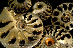 mineralists:  Pyritized Russian Ammonites