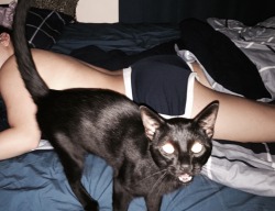 dead-nurse:  My cat has become too close to my gf, and he didn’t