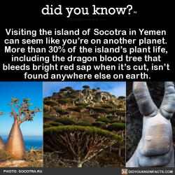 did-you-know: Visiting the island of Socotra in Yemen   can seem