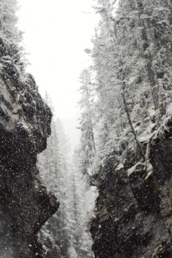 matchbox-mouse:  Looking up from the bottom of the canyon.Alberta,