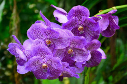 outdoormagic:  Wisley - Orchids 130823 12 by vintage 1953 &