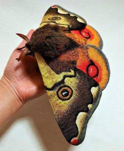 sixpenceee:  Japanese Giant Emperor Moth