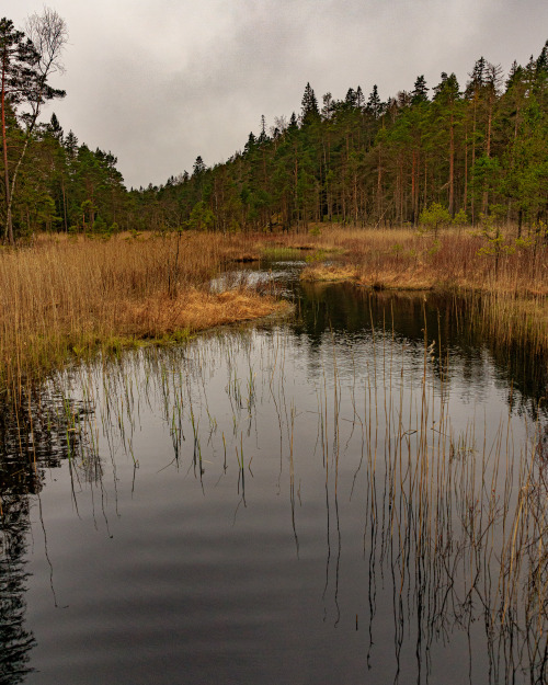 nature-hiking:  Forest stream 26-30/? - 26: Bohusleden, Sweden,