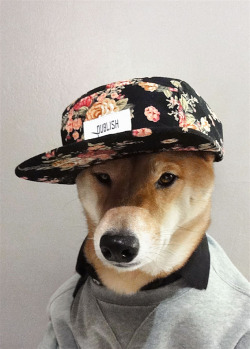 pornoholicyo:  dog swag 